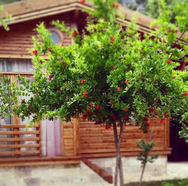 Sedir Palas Hotel Çıralı Extérieur photo